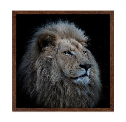 Proud Lion