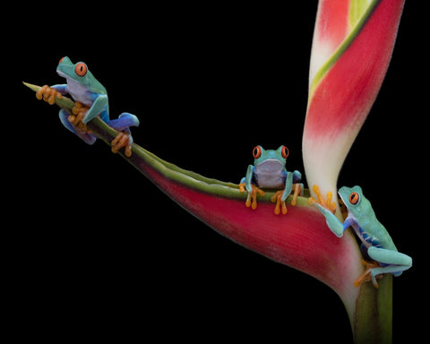 Red-eyed Trio in Paradise