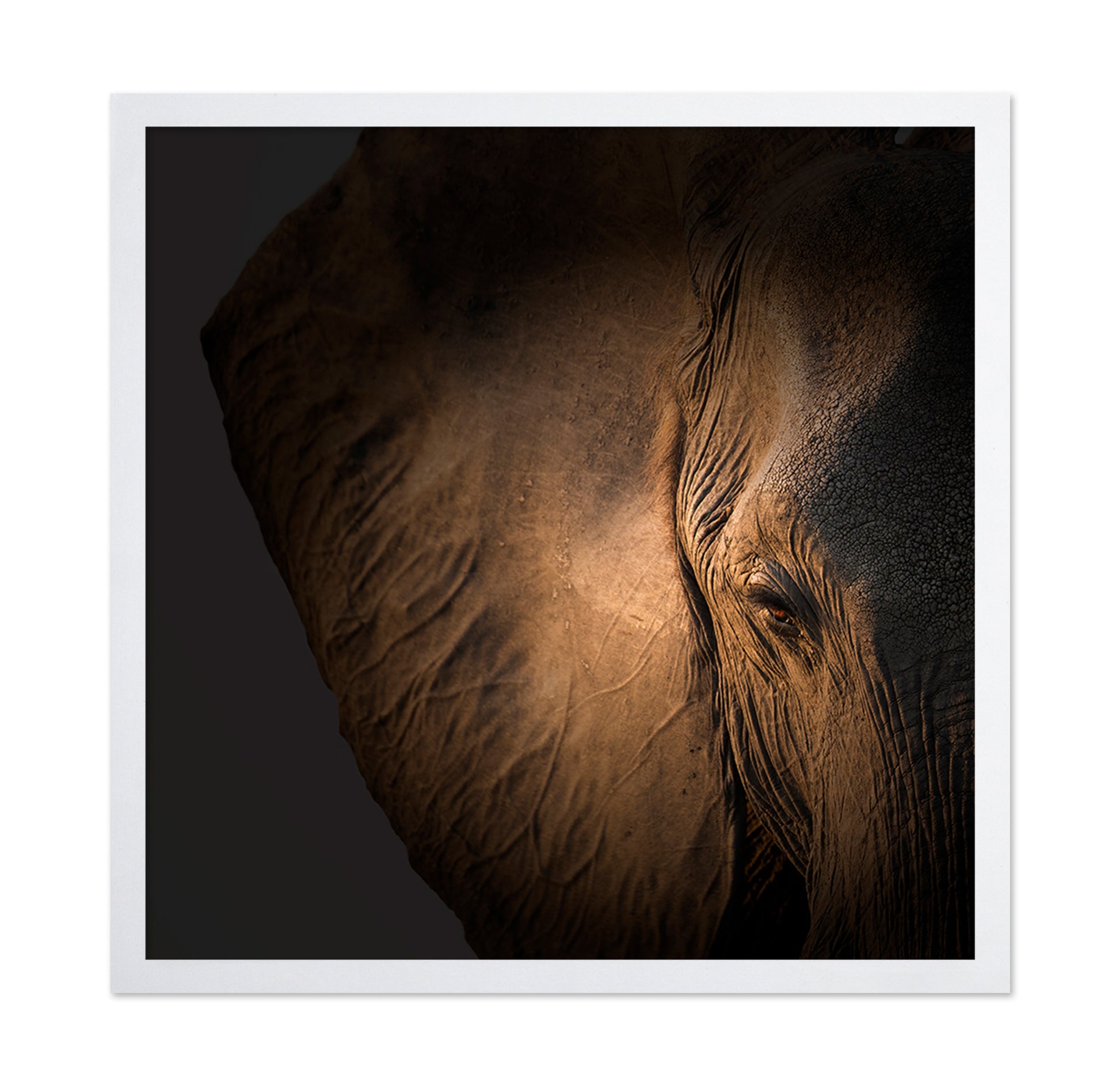 Gentle Giant