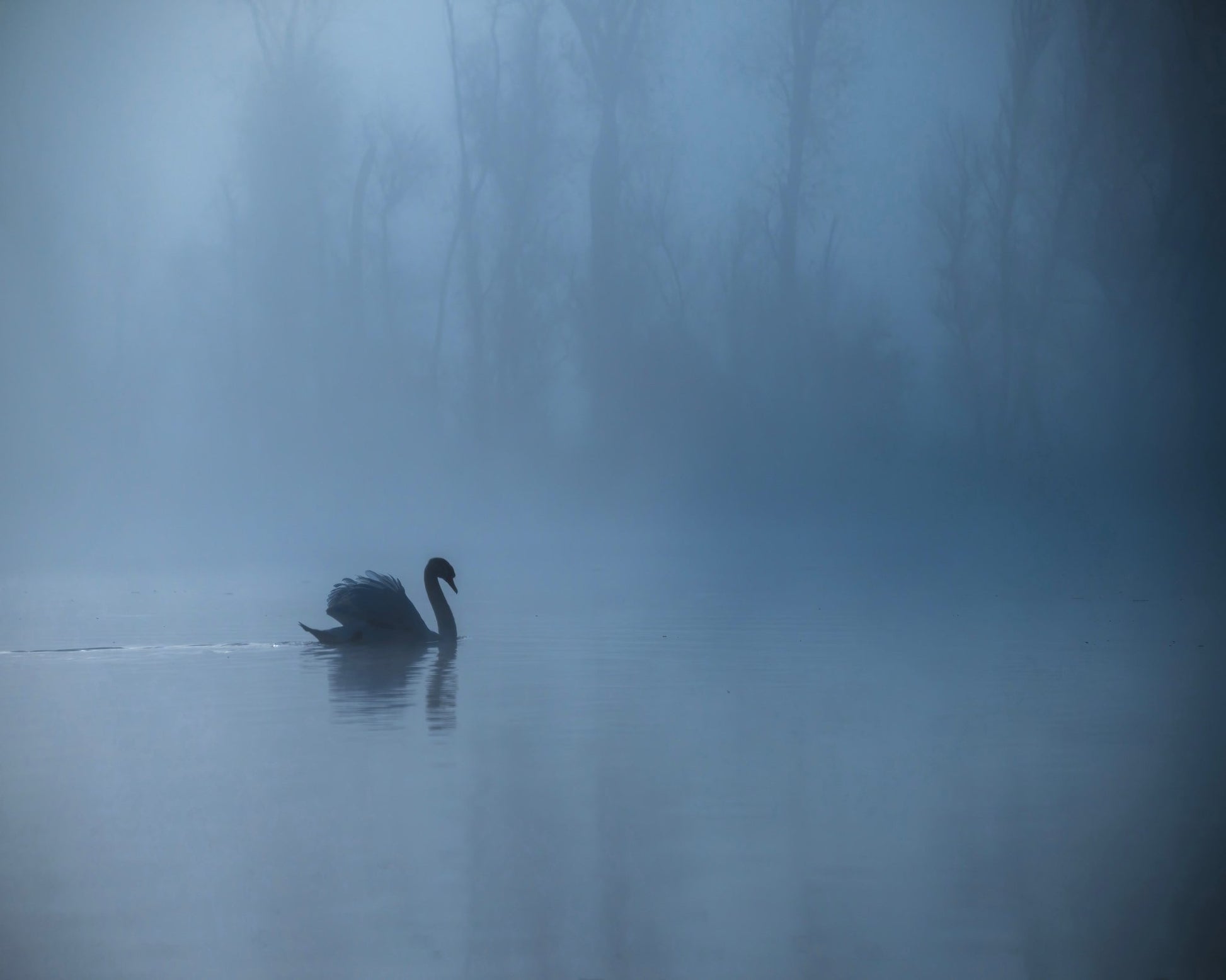Misty Morning