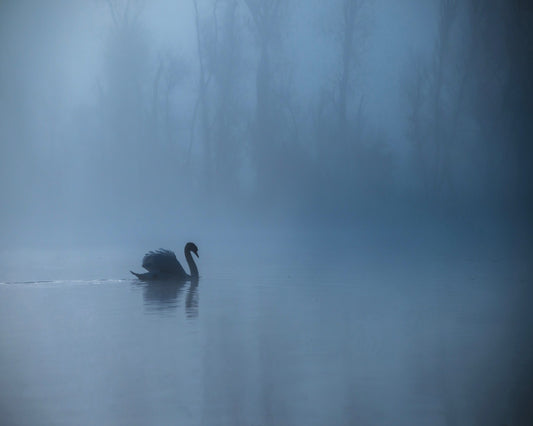 Misty Morning
