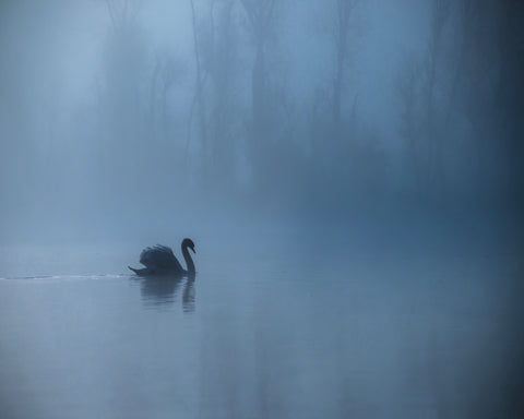 Misty Morning