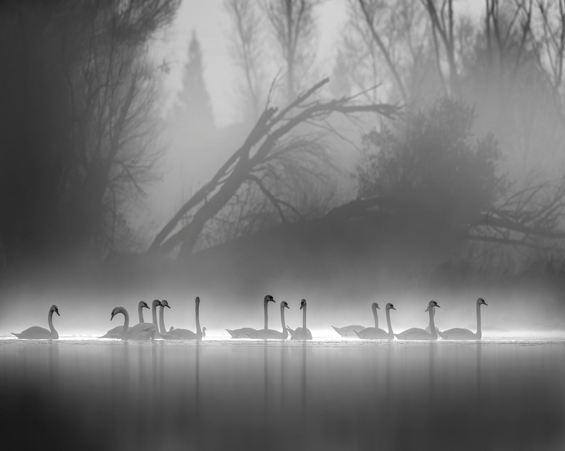 Swan Lake Foggy Morning No 1
