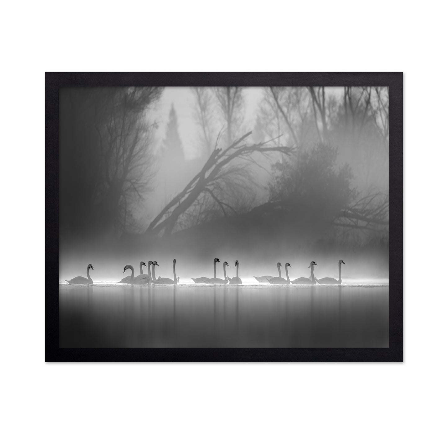 Swan Lake Foggy Morning No 1