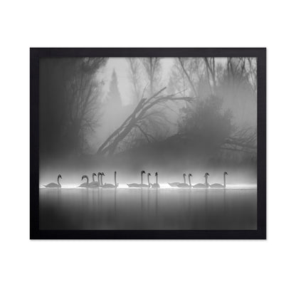 Swan Lake Foggy Morning No 1