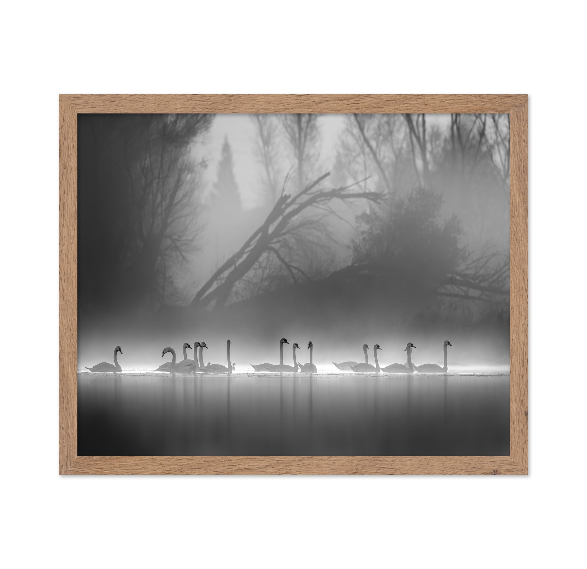 Swan Lake Foggy Morning No 1