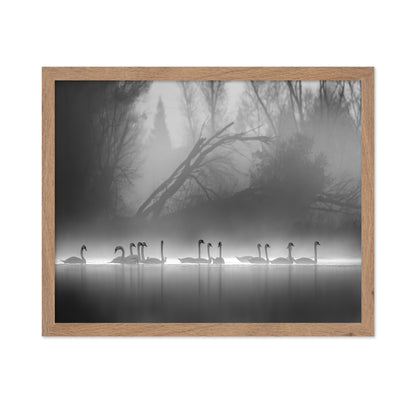 Swan Lake Foggy Morning No 1