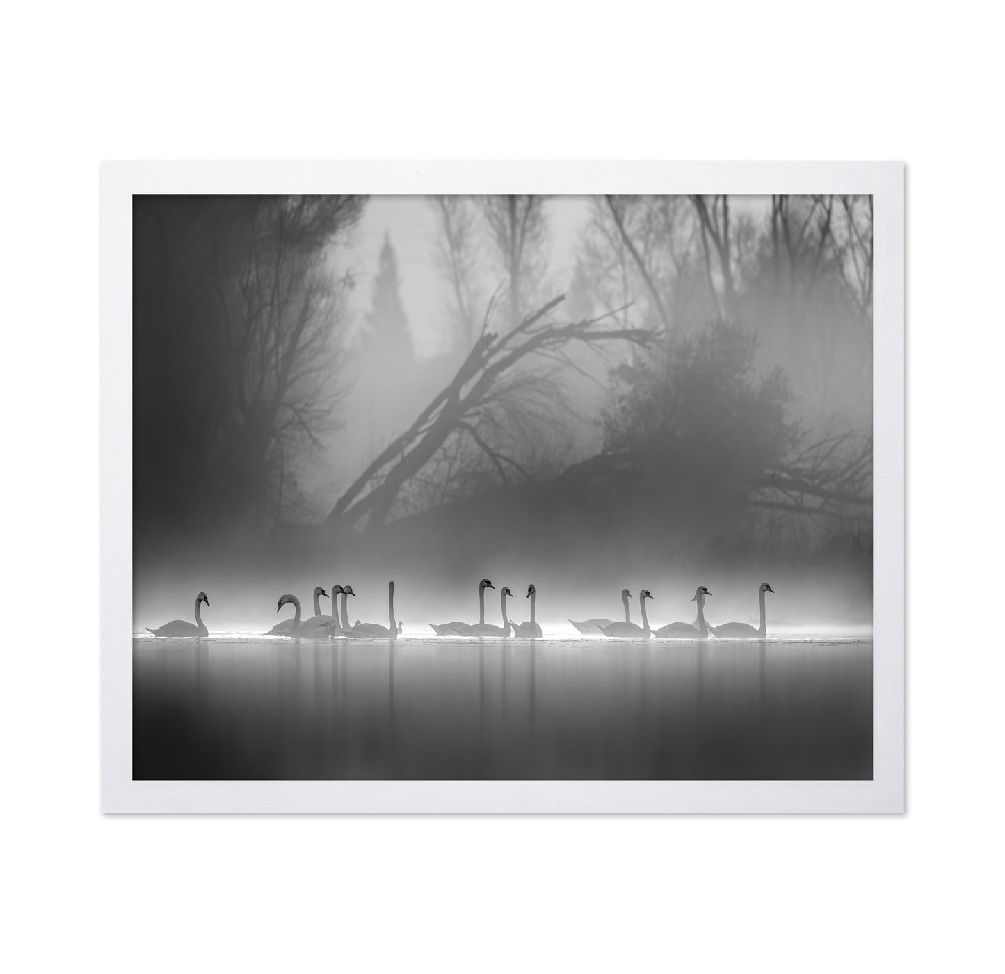 Swan Lake Foggy Morning No 1