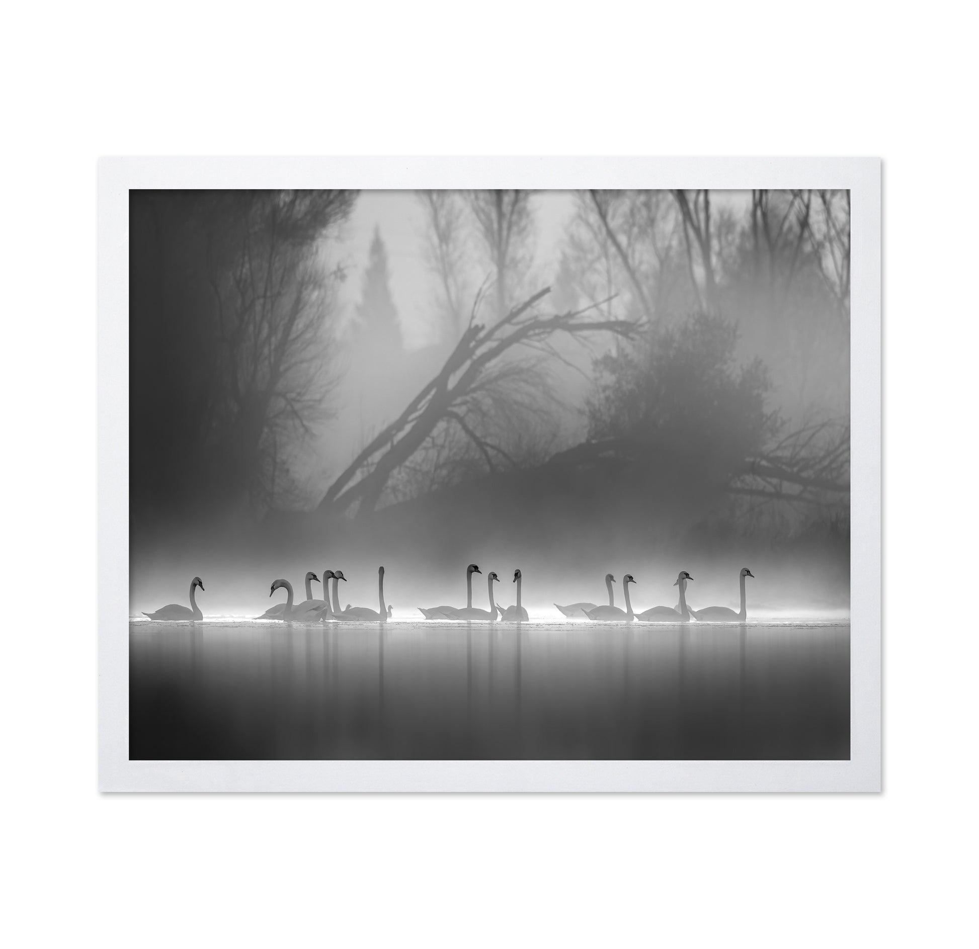 Swan Lake Foggy Morning No 1