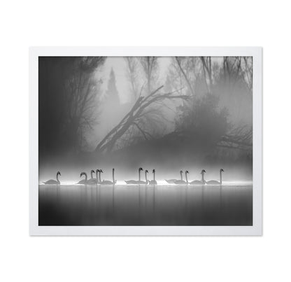 Swan Lake Foggy Morning No 1
