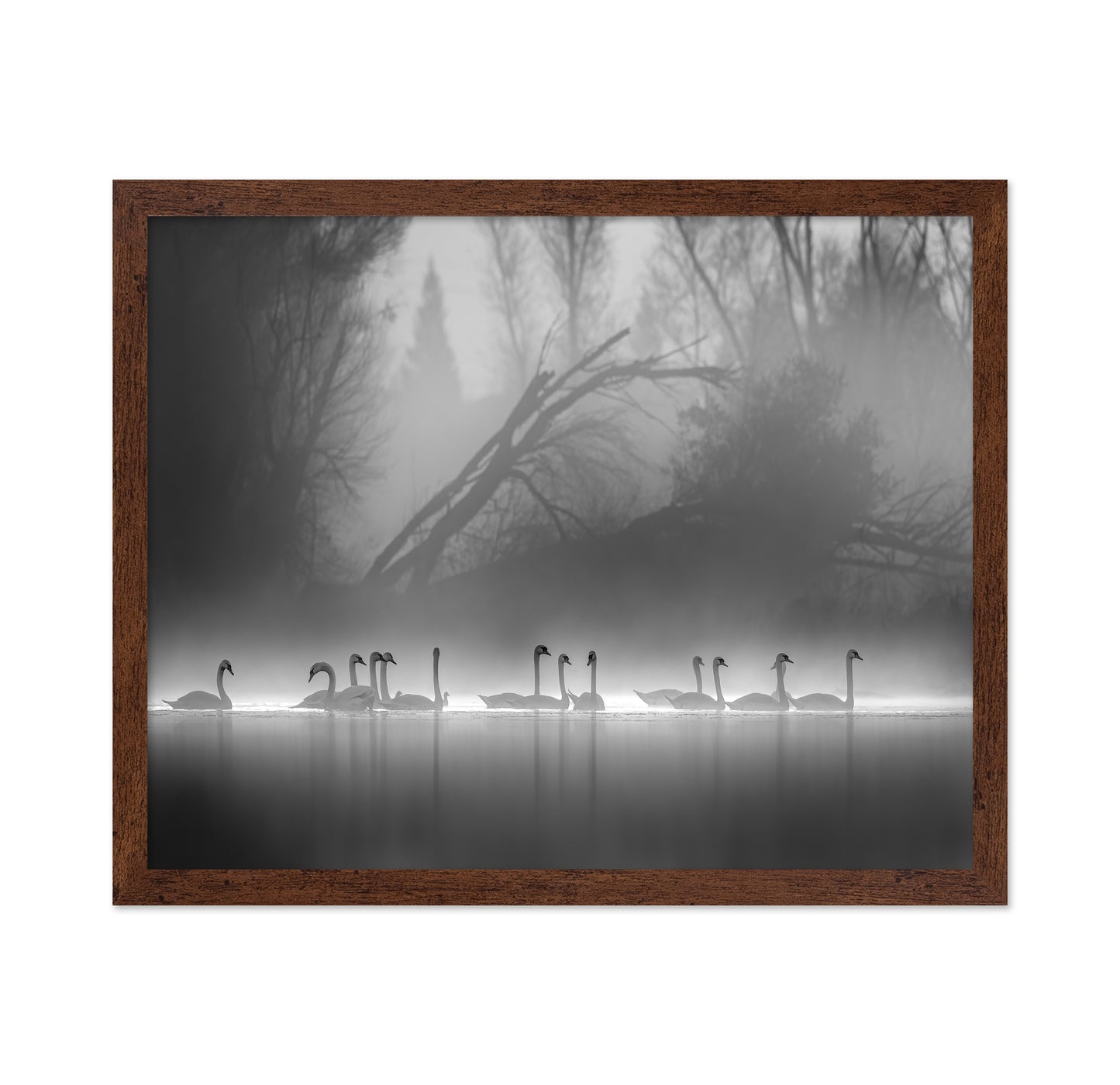 Swan Lake Foggy Morning No 1