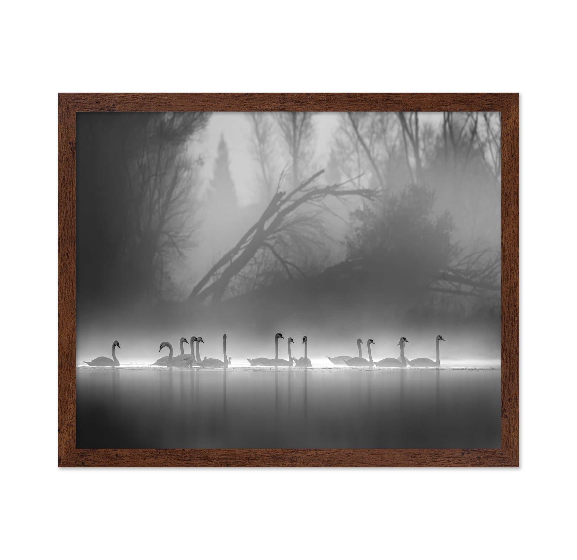 Swan Lake Foggy Morning No 1