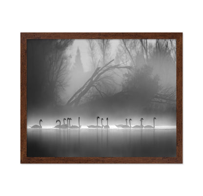 Swan Lake Foggy Morning No 1