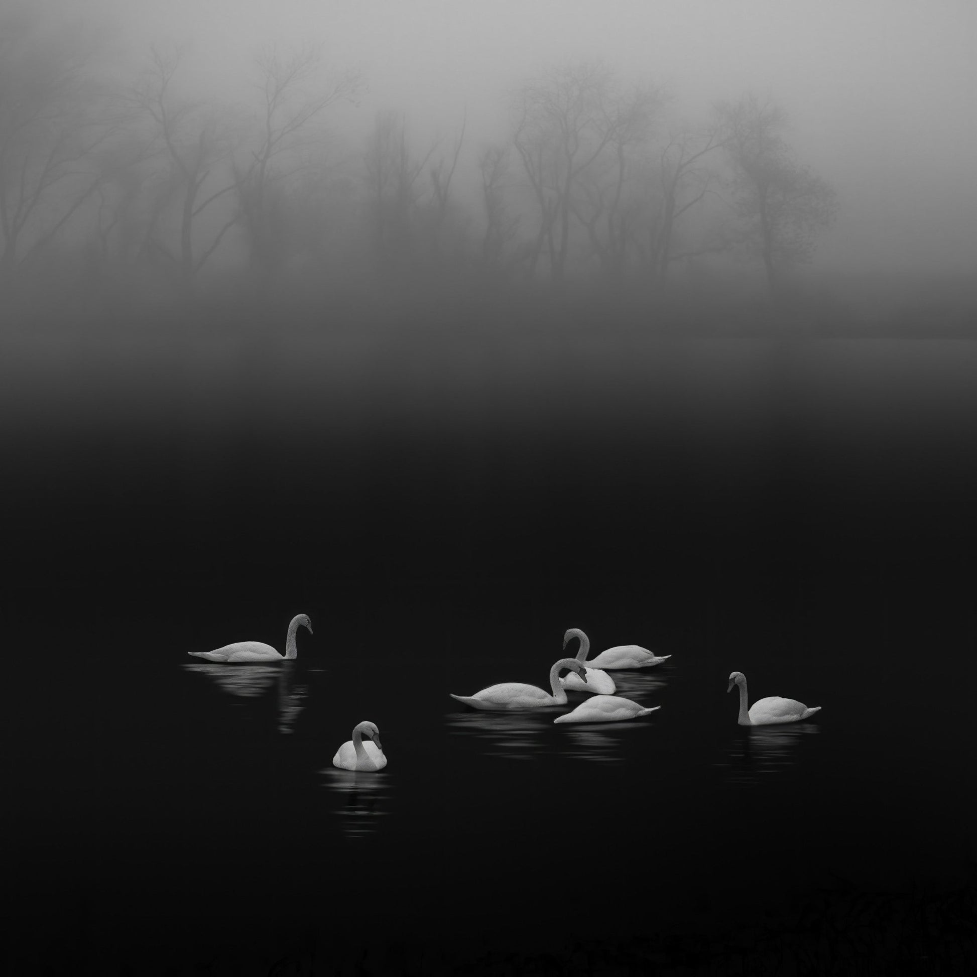 Swan Lake Foggy Morning No 2