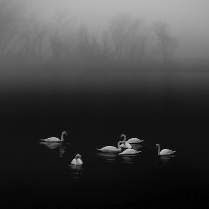 Swan Lake Foggy Morning No 2