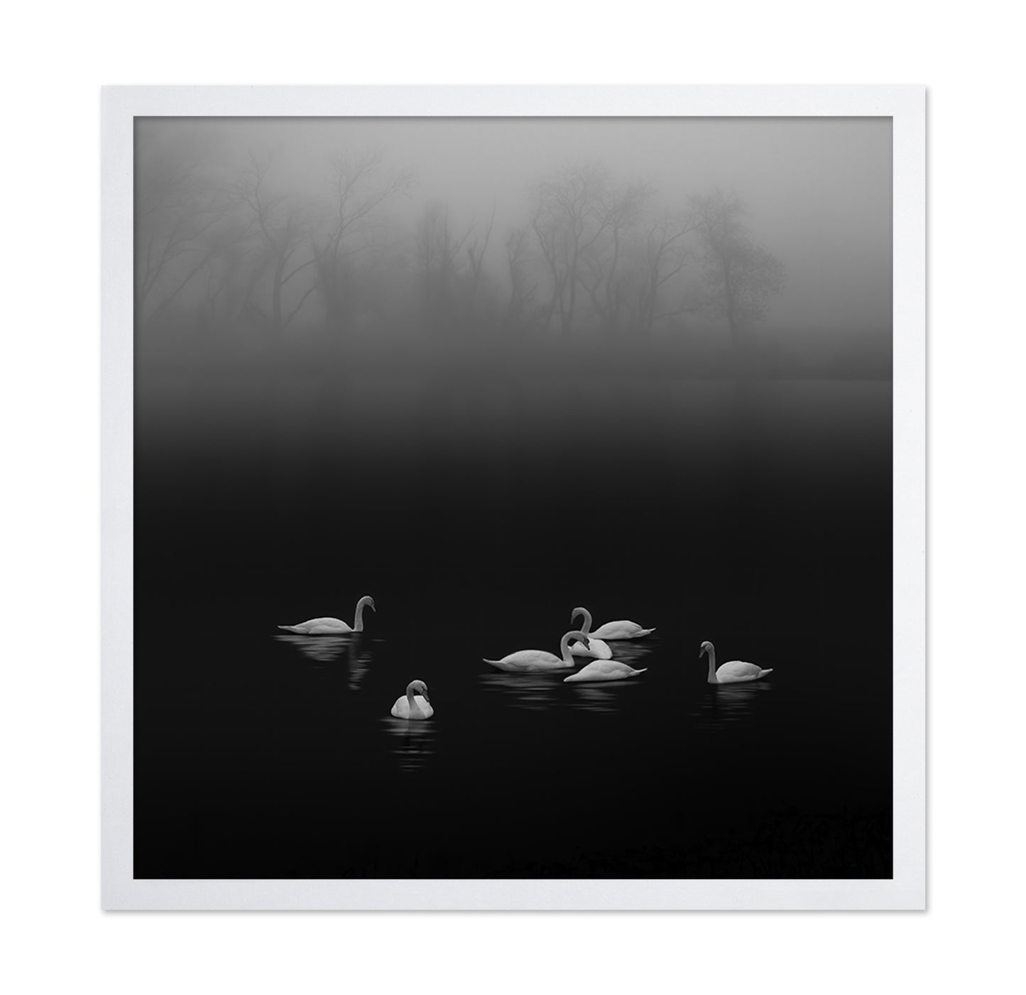 Swan Lake Foggy Morning No 2
