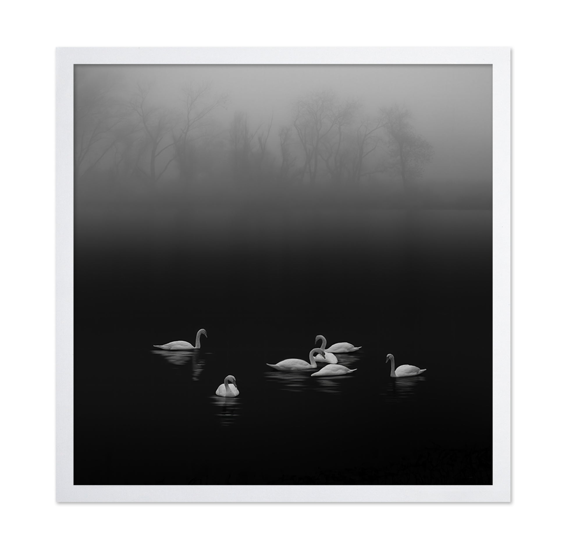Swan Lake Foggy Morning No 2