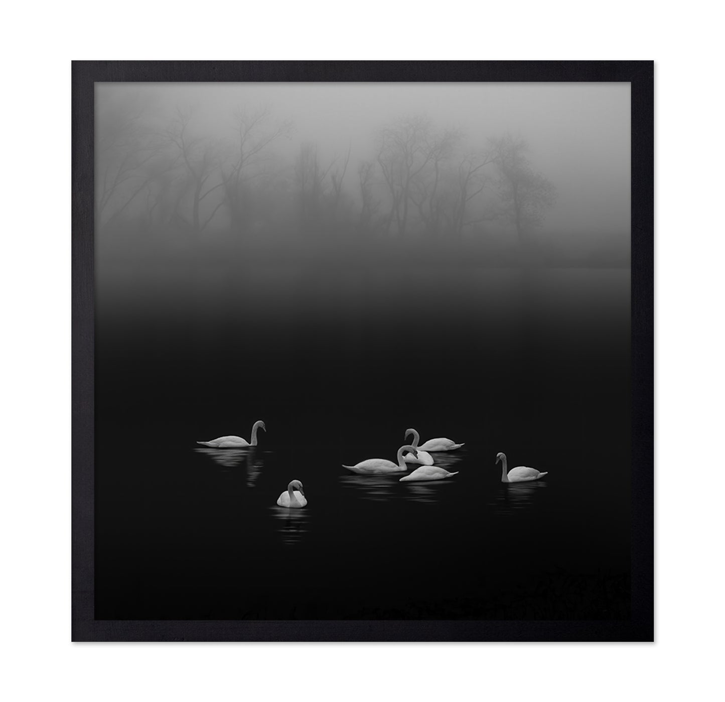 Swan Lake Foggy Morning No 2