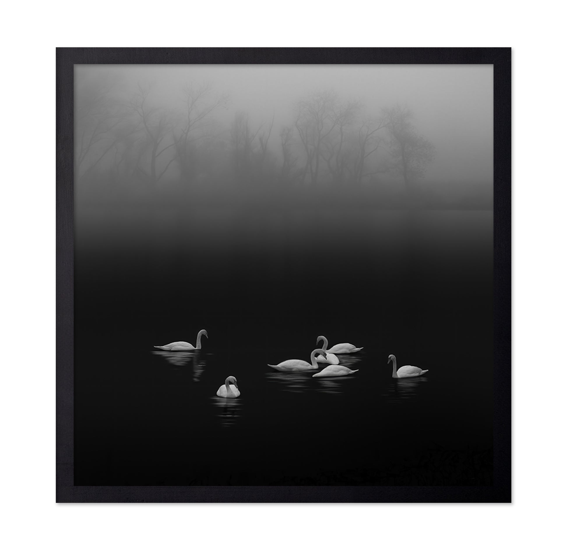 Swan Lake Foggy Morning No 2