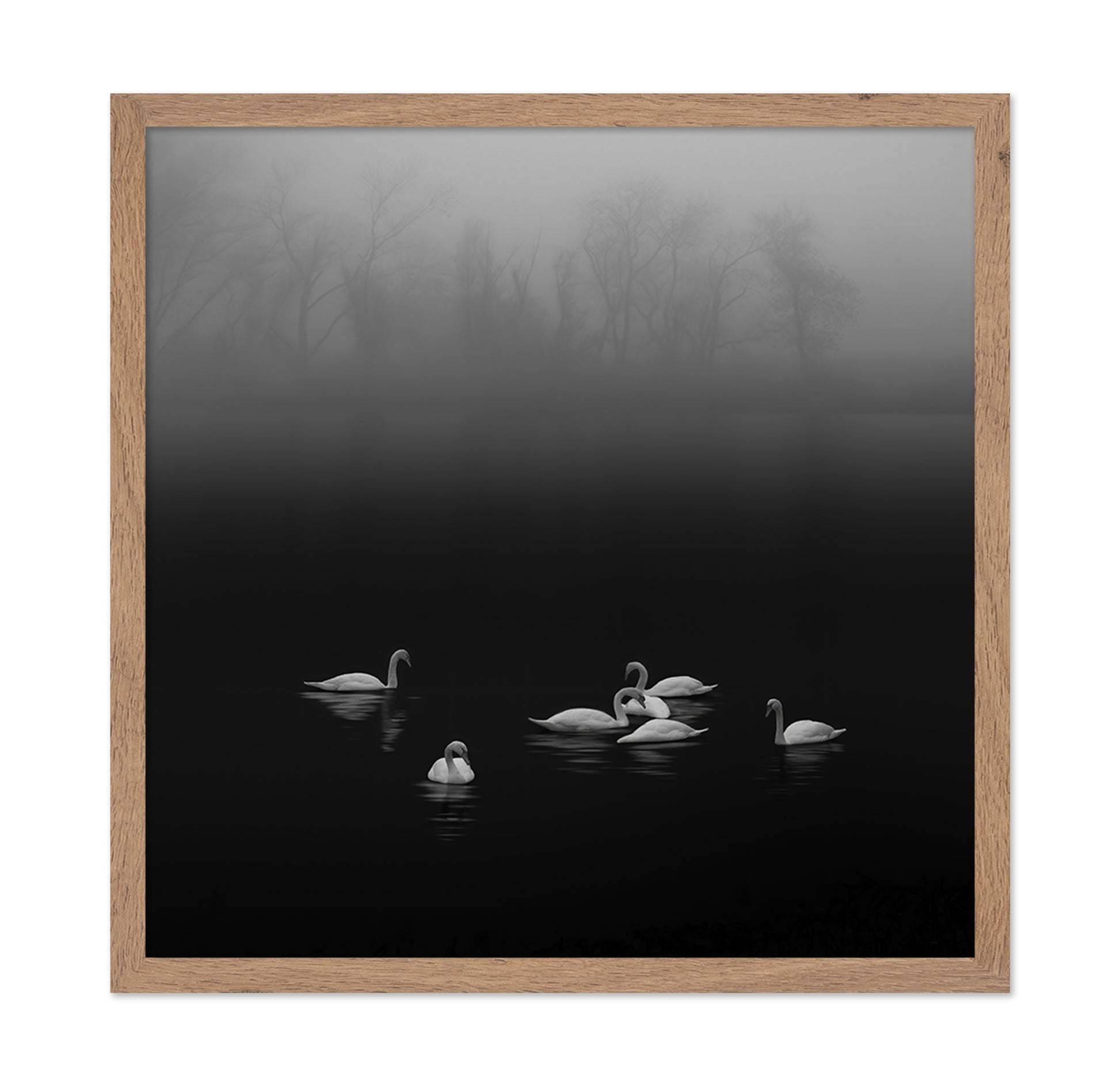 Swan Lake Foggy Morning No 2