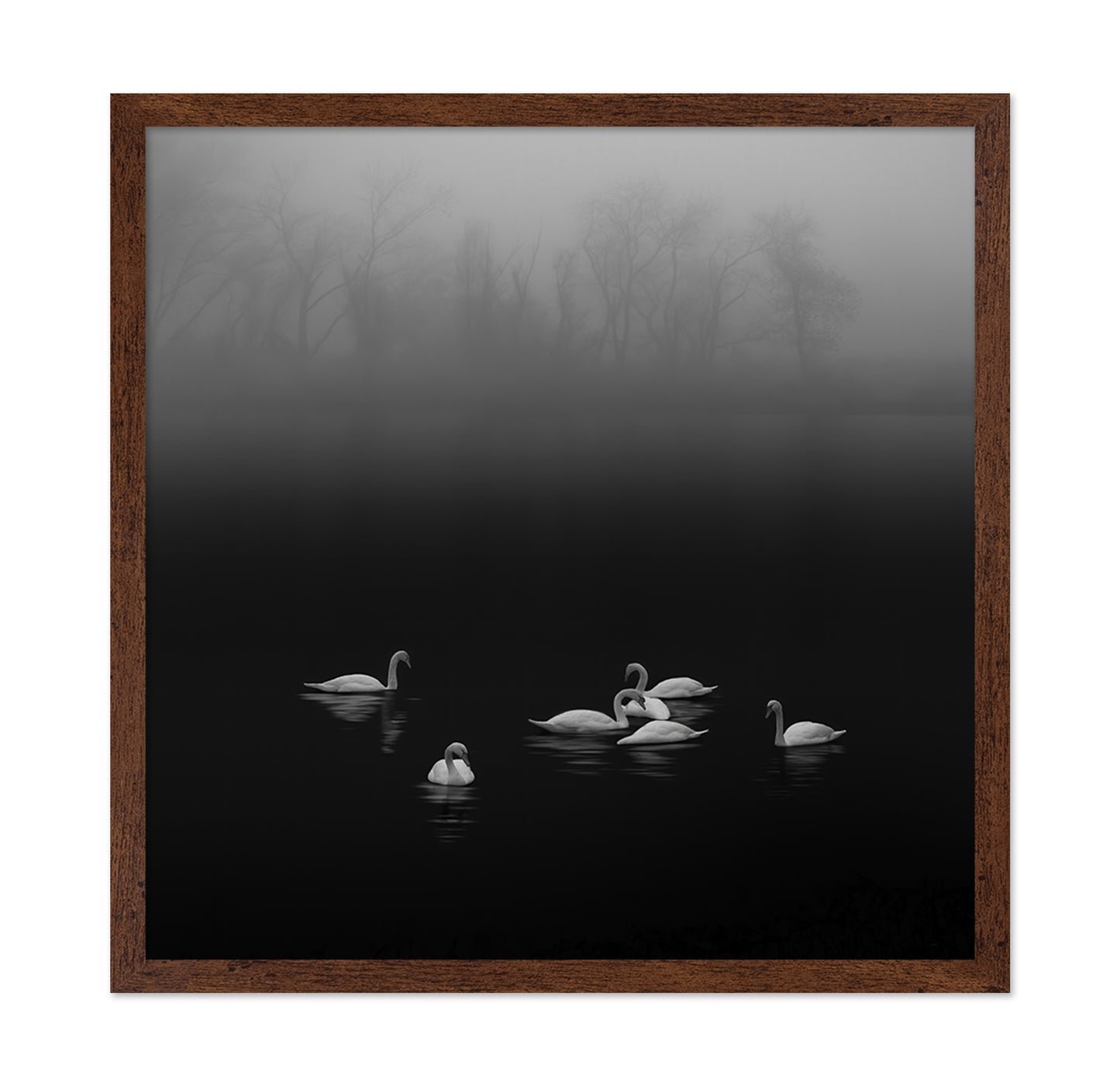 Swan Lake Foggy Morning No 2