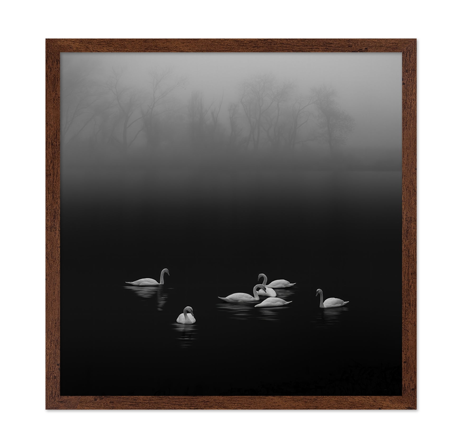 Swan Lake Foggy Morning No 2