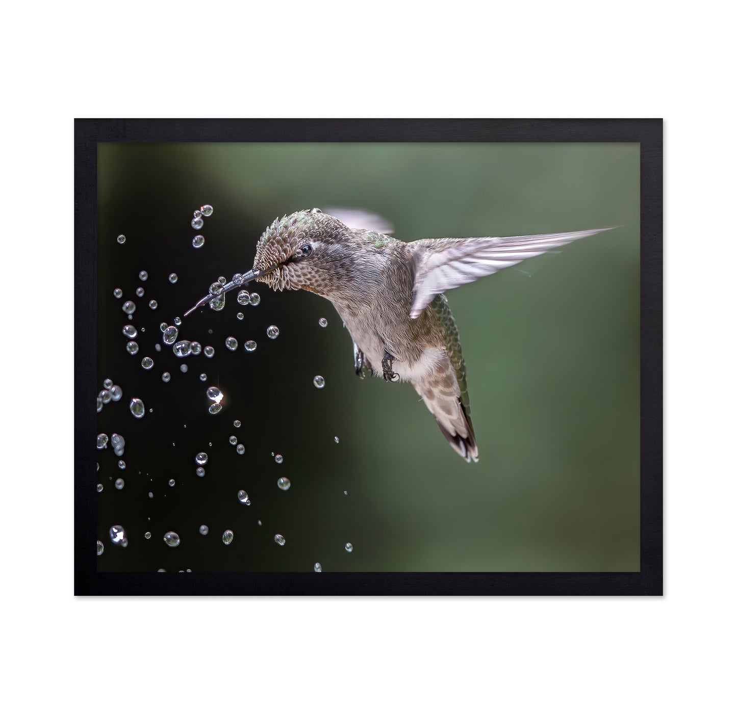 Happy Hummingbird