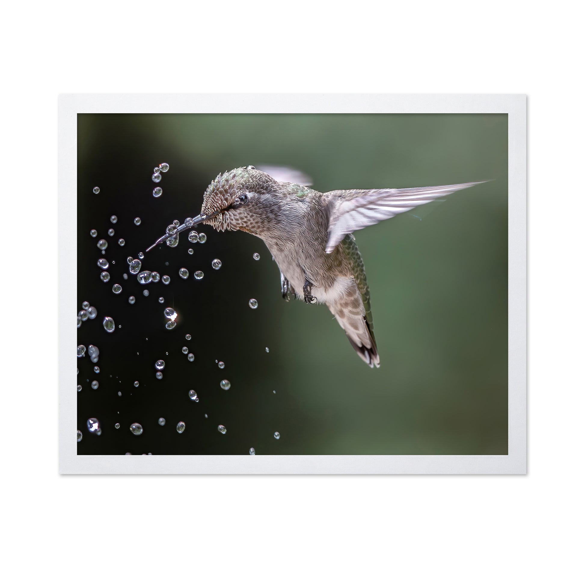 Happy Hummingbird