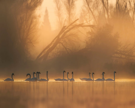 Swans Community