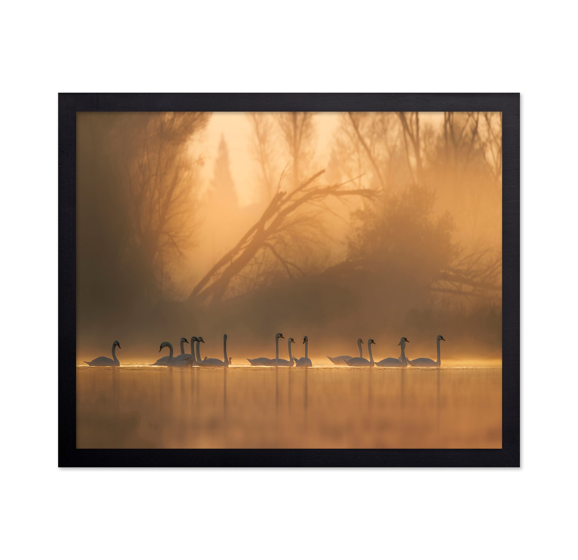 Swans Community