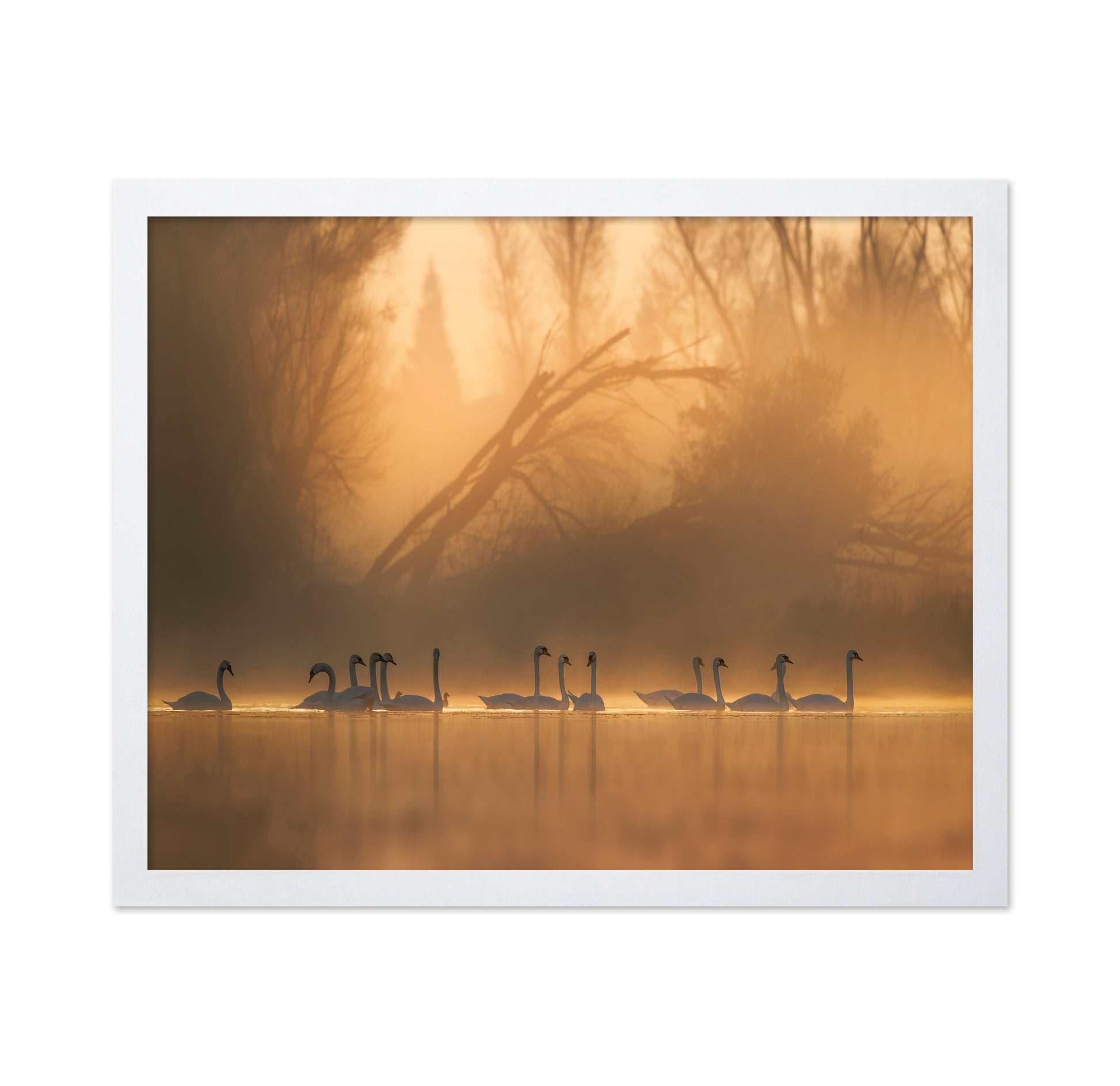 Swans Community