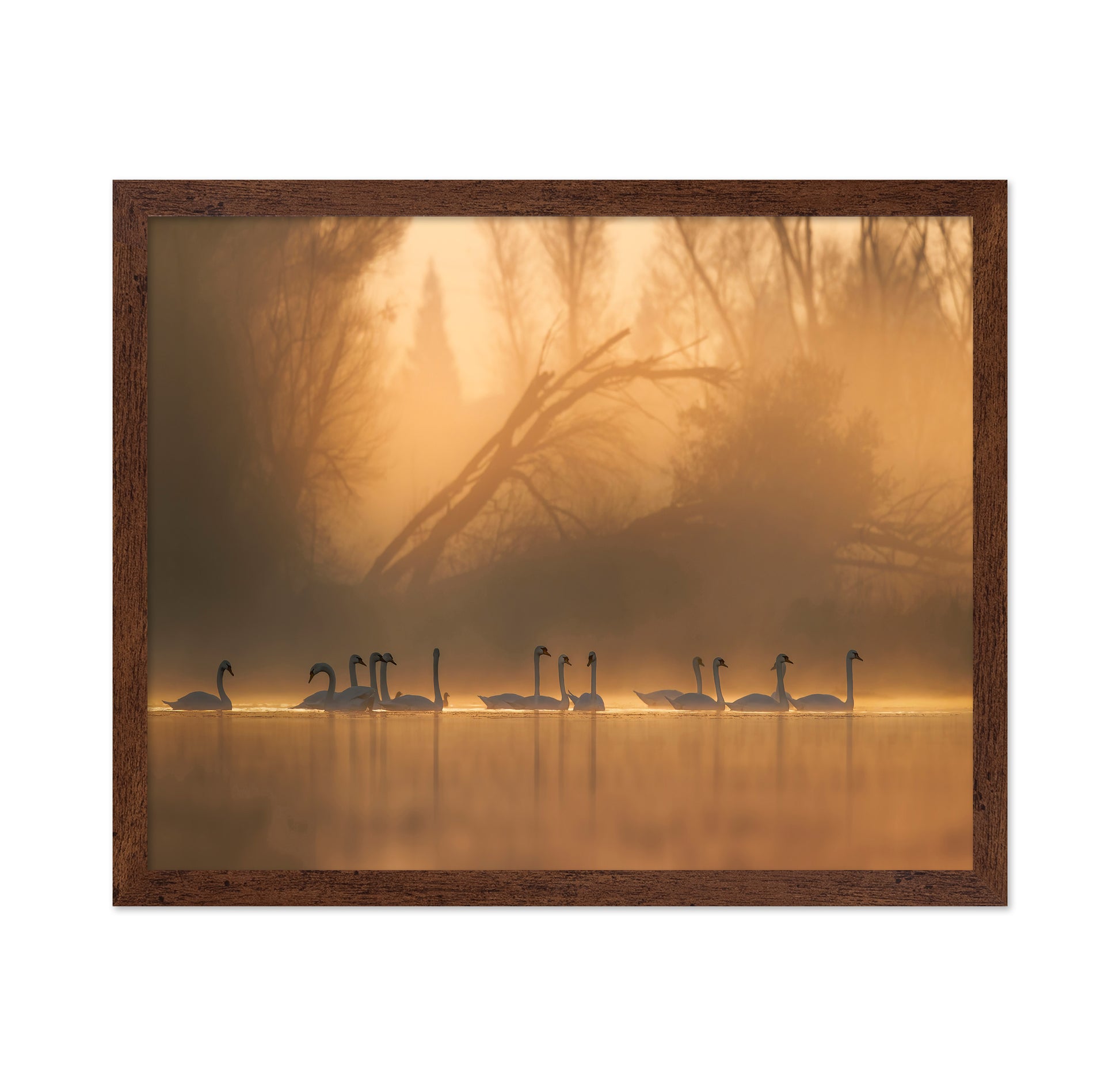 Swans Community