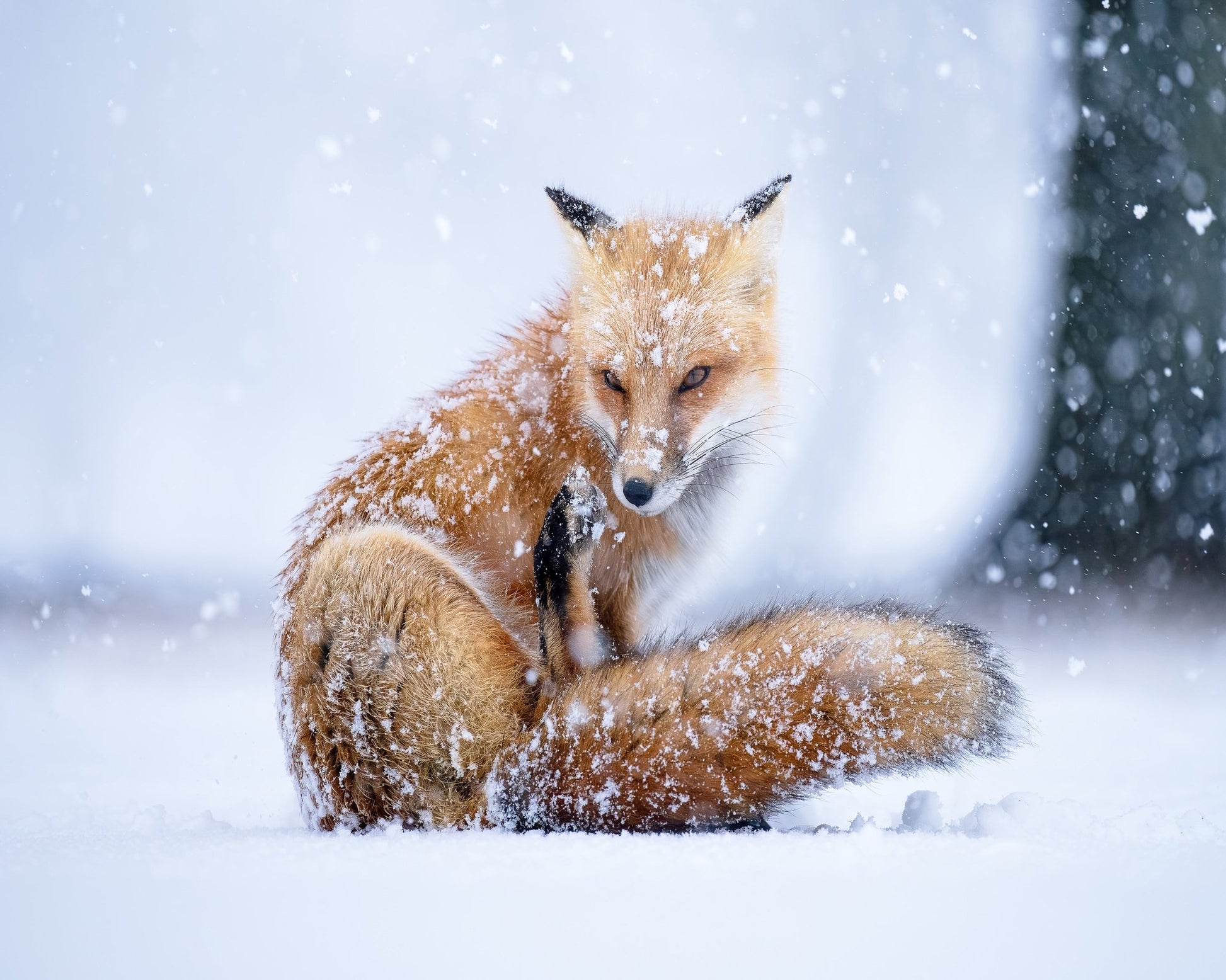 Red Fox in Winter