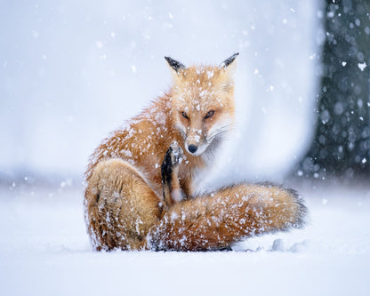 Red Fox in Winter