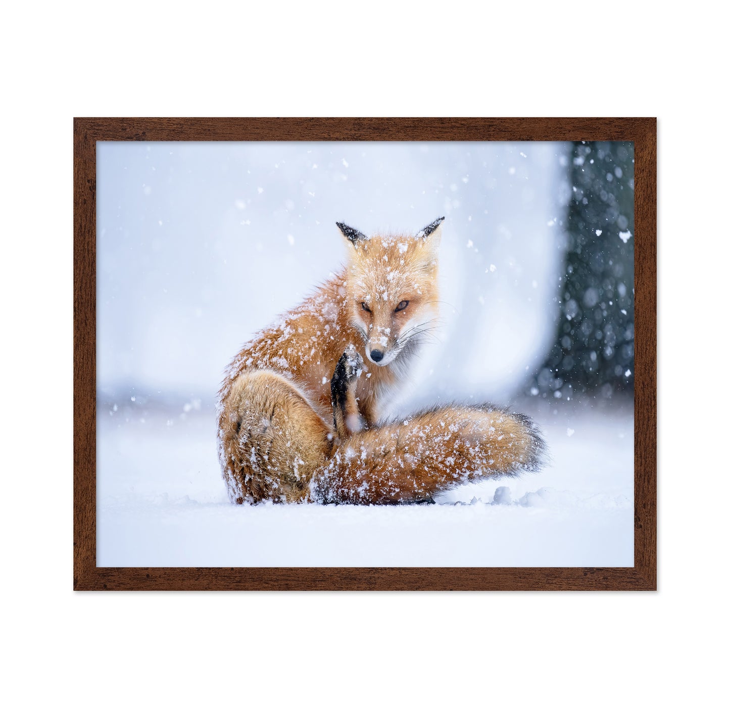 Red Fox in Winter