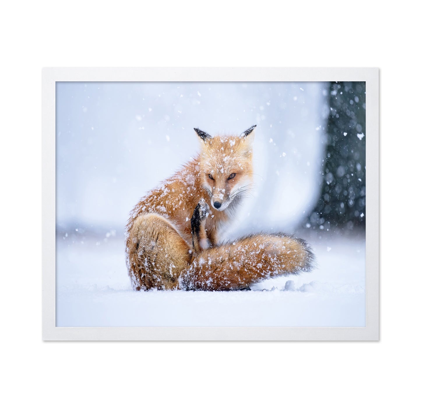 Red Fox in Winter