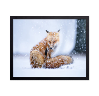 Red Fox in Winter