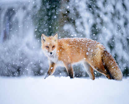 Snowy Day