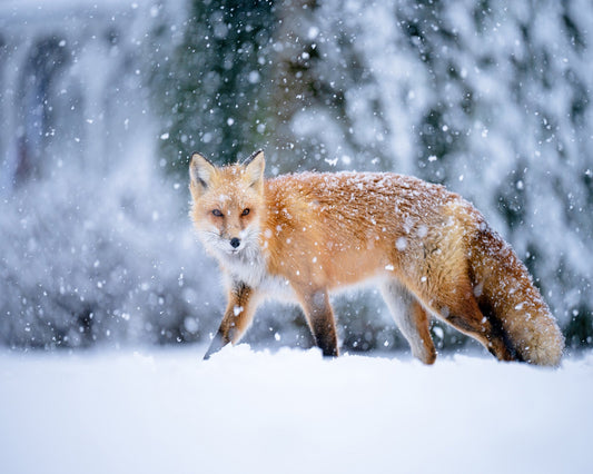 Snowy Day