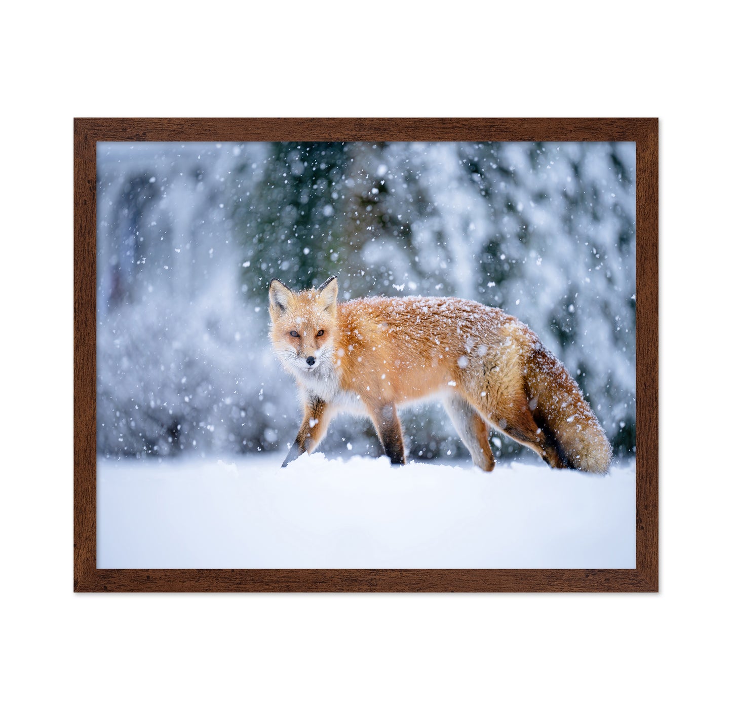 Snowy Day