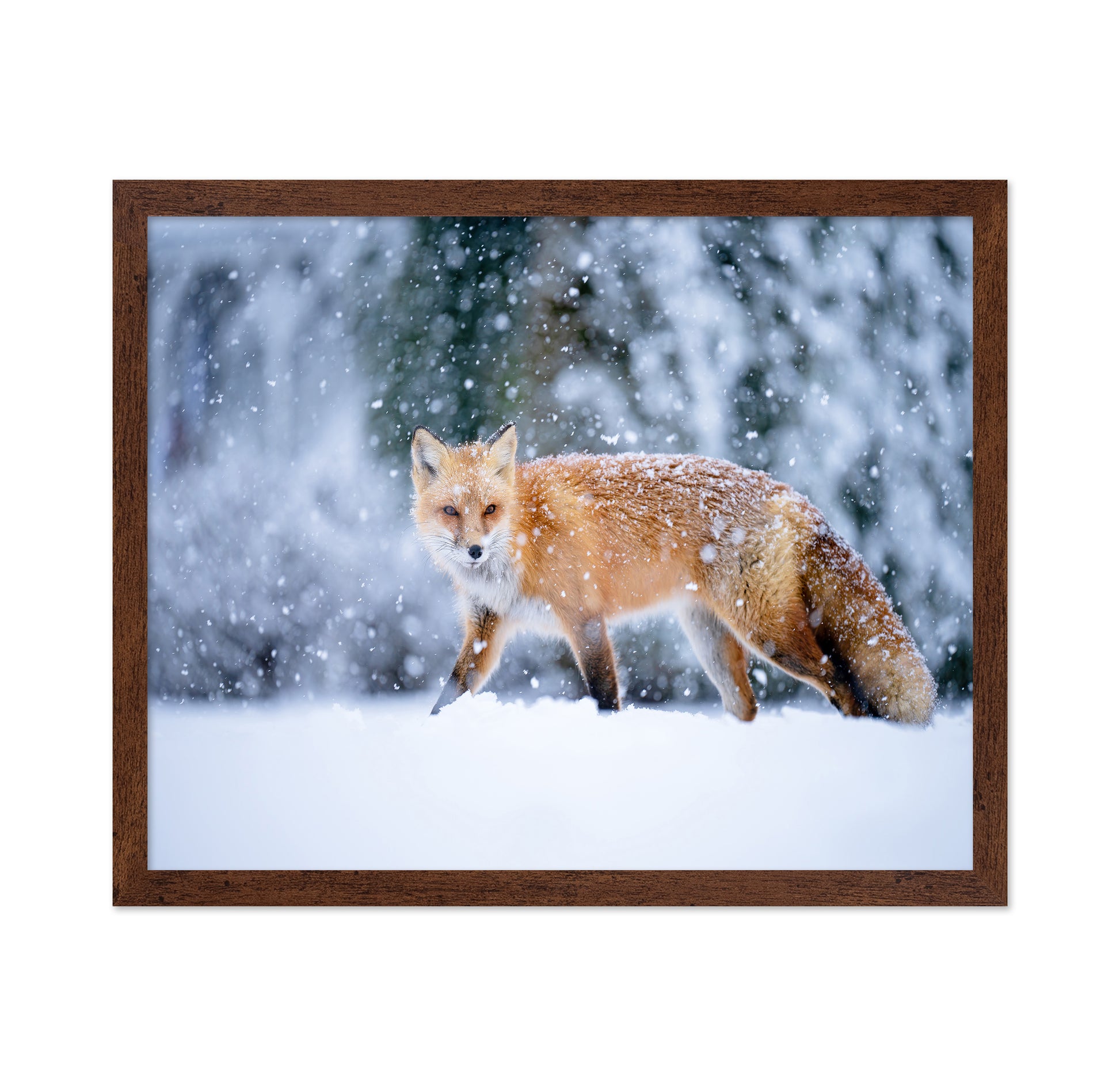 Snowy Day