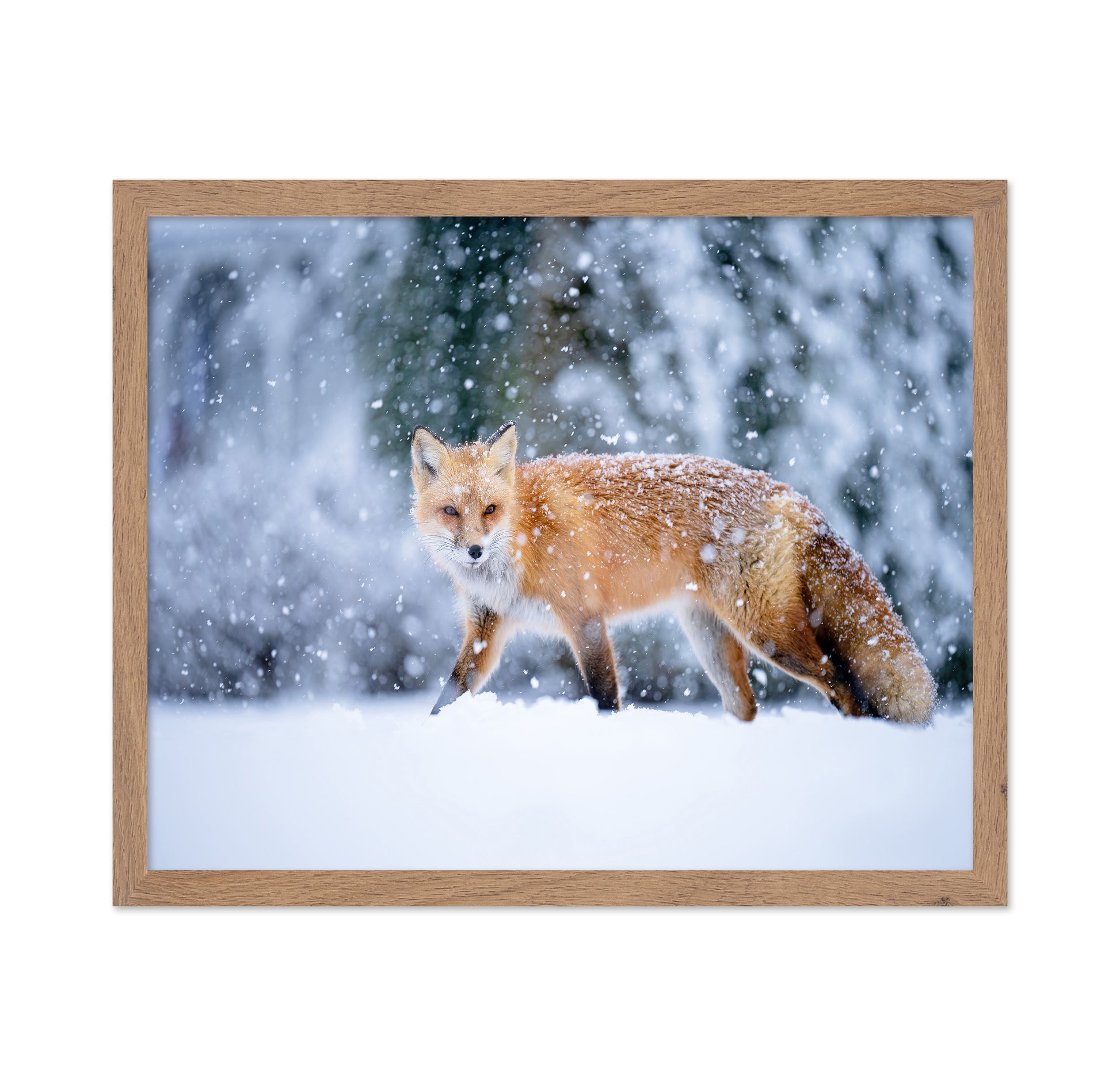 Snowy Day
