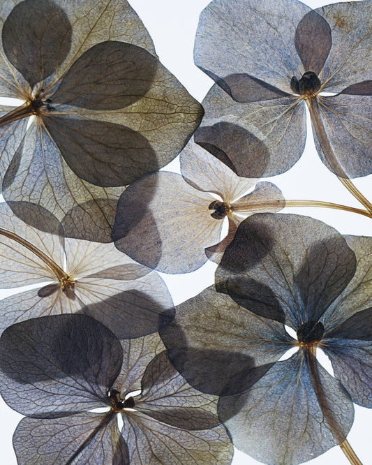 Botanical No 1