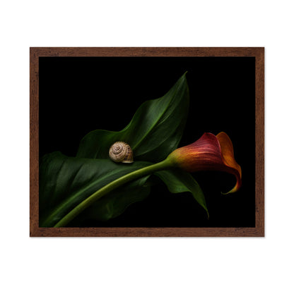 Still Life With A Calla