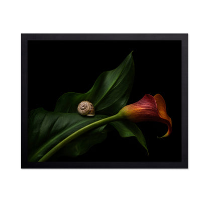 Still Life With A Calla