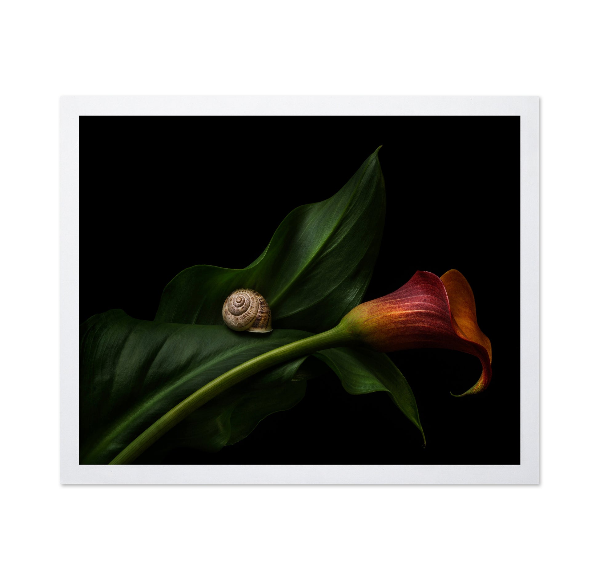 Still Life With A Calla