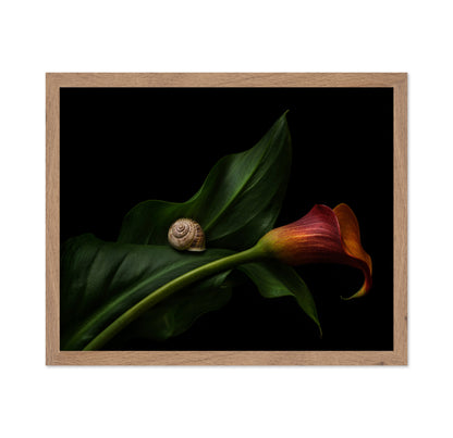 Still Life With A Calla
