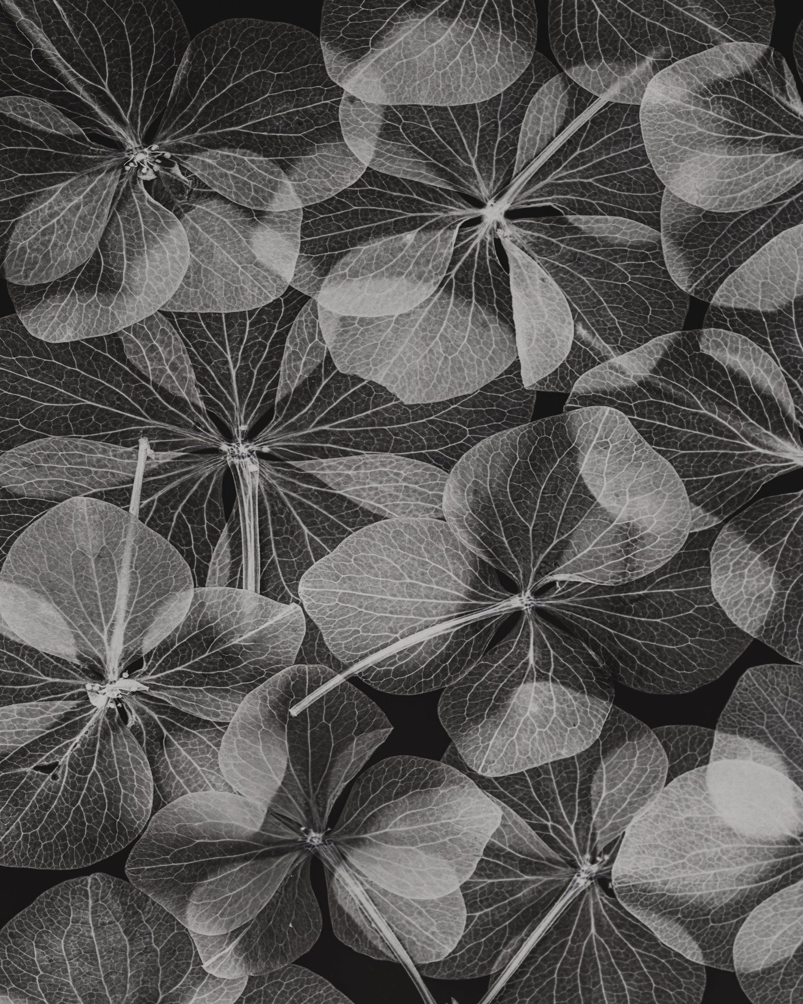 Botanical No 2