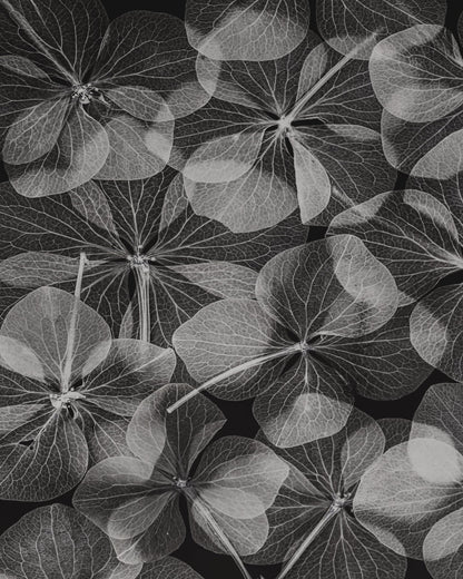 Botanical No 2
