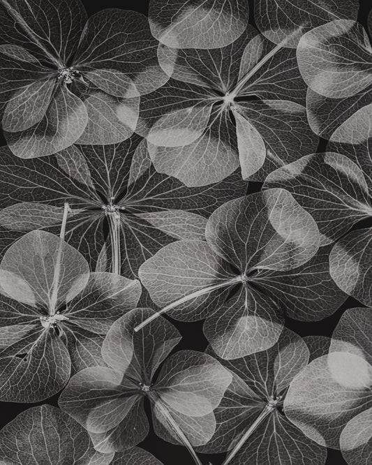 Botanical No 2